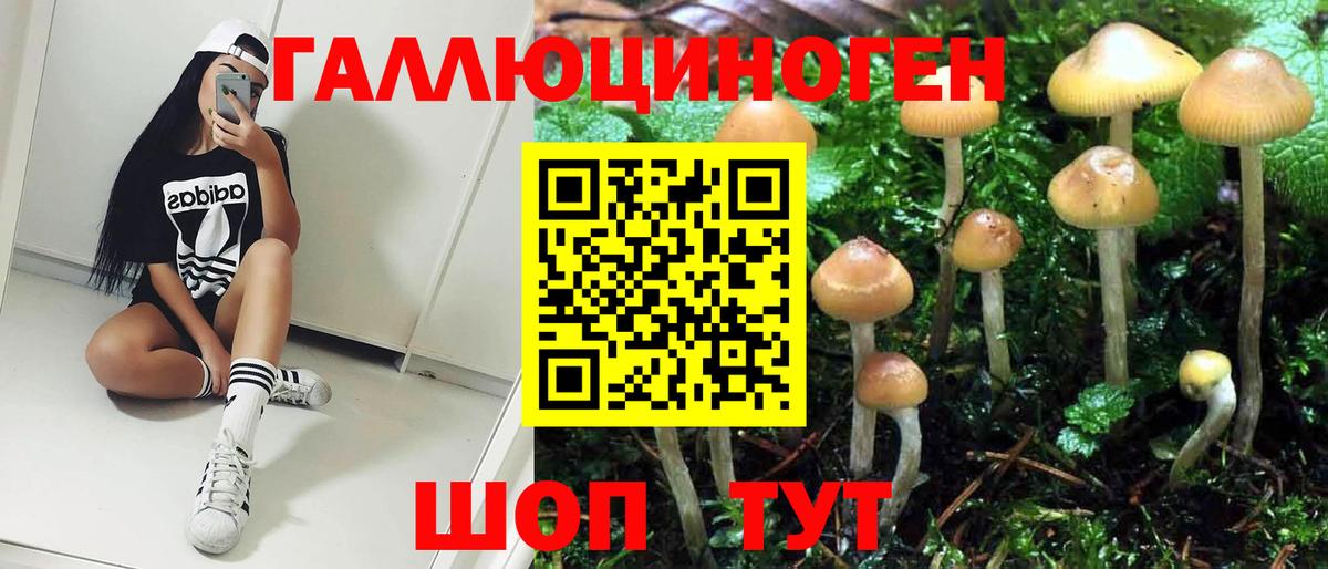 Королёв  Галлюциногенные грибы Psilocybe  Вход с VPN 